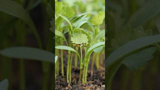 Growing Coriander from Seed to Harvest Cilantro [upl. by Aydiv]