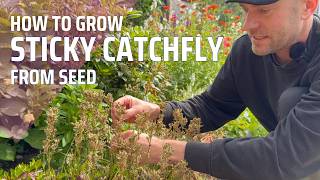 How to Collect Seeds amp Winter Sow Sticky Catchfly Viscaria vulgaris  Perennial Garden [upl. by Nej]