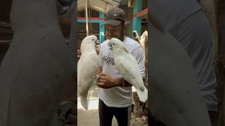 Parrot Dipankar’s farm❤️like comment subscribe nature love parrot dipankarbirds travel [upl. by Platas]