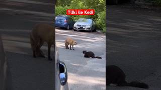 Cat amp Fox tilki fox cat kedi tiktok war fighting shorts vlog tiktok [upl. by Littell952]