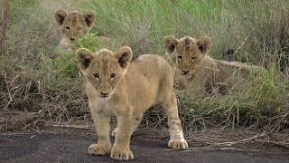 NEWSBREAK New cubs for Casper the White Lion and his brothers [upl. by Arekahs356]