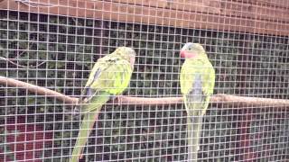 Parakeet Aviary [upl. by Valer825]