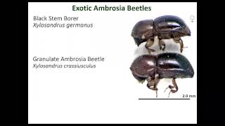 Biology Ecology and Management of Ambrosia Beetle Vectors amp their Diseases [upl. by Finkelstein]