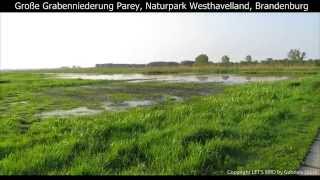 Brandenburg Havelpolder quotGroße Grabenniederungquot mit Artenliste 1080p HD [upl. by Luise]