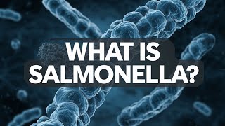 🔍 Understanding Salmonella What You Need to Know 🦠 [upl. by Sinnaoi]