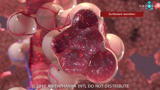 Pulmonary surfactant secretion  3D medical animation [upl. by Terese]