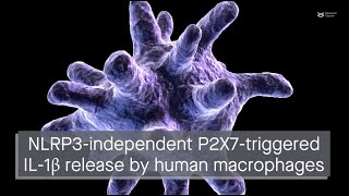 P2X7 activation can trigger IL1β release by human macrophages in an NLRP3independent manner [upl. by Blanding]