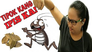 🔸️Dahon ng Laurel Mabisang Pamatay ng Ipis sa Bahay  Bay Leaves for Cockroaches [upl. by Elleval14]