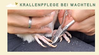 Krallenpflege bei Wachteln  so schneidest du die Krallen deiner Wachteln selber [upl. by Laeira539]