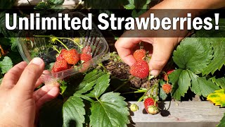 Strawberry Plant Revival  Make More And More Strawberry Plants [upl. by Hsetih]