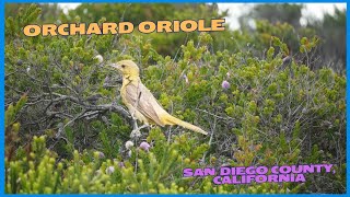 Orchard Oriole in Los Penasquitos Lagoon  San Diego County California [upl. by Atworth]