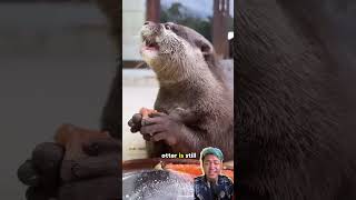 Can You Keep Otters as Pets Important Facts You Need to Know OtterFacts PetOtters [upl. by Wolram]