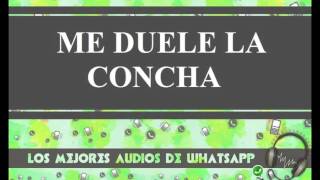 Me duele la concha  conversaciones whatsapp  Los mejores audios y videos whatsapp [upl. by Aarika]