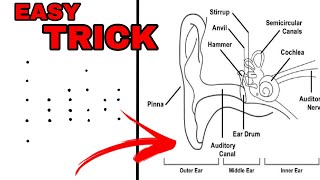 Human ear diagram with dots  how to draw human ear diagram  draw human ear structure and functions [upl. by Won]