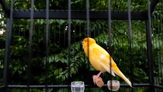 Best Canary song for training  canario belga  Yellow canary singing [upl. by Marilou]