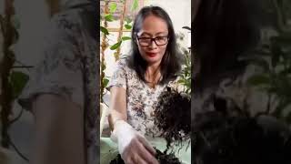 Repotting Money Tree  House Plant  Indoor Plants [upl. by Latreshia311]