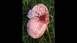 Hygrophorus russula paonazzo lardaiolo rosso mushroom nature [upl. by Innavoeg]