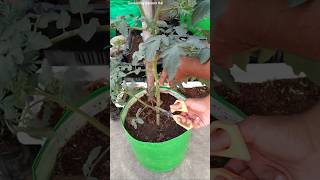 DO THIS with tomato 🍅 plants  Tips to get lots of Tomatoes [upl. by Enilrac]