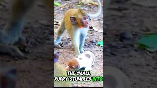 Adorable Puppy Mets playful monkeys part 3 animals monkey shorts [upl. by Olimreh]