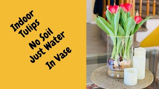 Grow Tulips In Vase  Grow Tulips Without Soil  Tulips In Water  Indoor Spring Flowers [upl. by Tiffa]