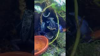 覗き込んでるぞ アイゾメヤドクガエル Dendrobates tinctorius Azureus  POISON DART FROG shorts shortsvideo [upl. by Anairo]