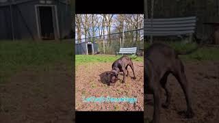 LeCoq’s Gamedogs Yard Video [upl. by Edals]