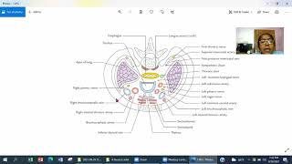 Lecture on Thoracic Inlet [upl. by Scevour220]