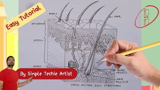 Drawing the Human Skin A StepbyStep Guide biologydiagram cbse biology [upl. by Namhcan]