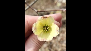 Flowering dogwood Cornus florida in the wild [upl. by Xuerd]