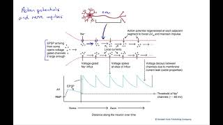 Action potentials and nerve impulses [upl. by Aleirbag]