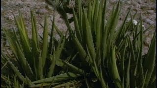 Agave fiber subtitled [upl. by Marci6]