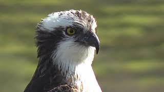 Gweilch Glaslyn 2023 Glaslyn Ospreys [upl. by Sergio]