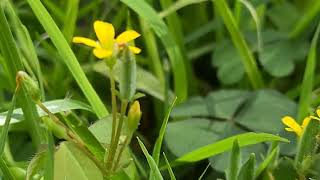 חמציץ קטן أقصليس قريني Oxalis corniculata [upl. by Siocnarf]