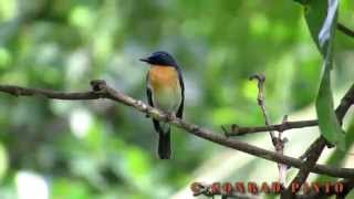 Tickells Blue Flycatcher [upl. by Morette]