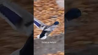 flying mallard duck shorts mallard duck fly nature [upl. by Livesay341]