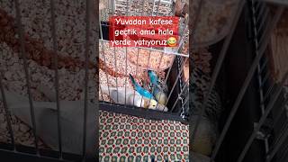 🐣🐣🐣🐣🦜 shorts keşfet muhabbetkuşu birds budgies babyanimals yavru bebek baby cute sevimli [upl. by Penrod]