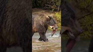 Brown Bears Fight Over Life Threatening Meal predator bear wildlife [upl. by Akemihs]