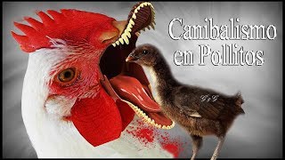 Como evitar el canibalismo en pollitos [upl. by Ydac819]