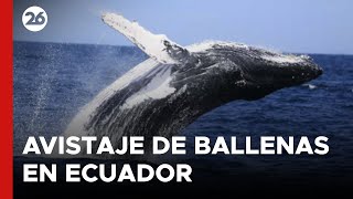 Avistaje de ballenas en Ecuador [upl. by Aon]