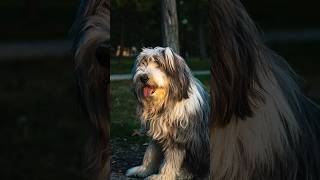 Meet Kenzie the Bearded Collie🦮 she was full of joy streetphotography beardedcollie dog fyp [upl. by Lozano]