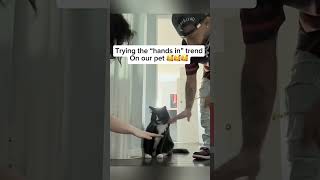 cat dog dogs cut cute love lovecats lovedogs funny virla viralvideo foryou foryoupage [upl. by Dowski21]