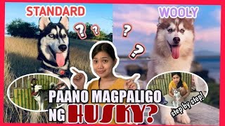 PAANO MAGPALIGO NG HUSKY WOOLY AT STANDARD Step by step  PAWfriends TV [upl. by Galloway264]