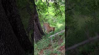 Leopard Gets a Scare While Playing with Its Food [upl. by Nylauqcaj904]