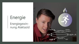 Energiestoffwechsel  Alaktazide Energiegewinnung ohne Laktat  Teil 1  Kreatin und Myokinase [upl. by Htiekal512]