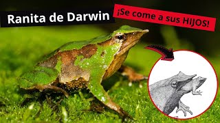 La RANA de DARWIN Rhinoderma darwinii Un animal en PELIGRO de EXTINCIÓN [upl. by Asiret]