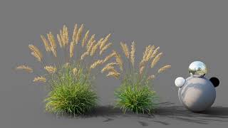 Calamagrostis arundinacea wind animation [upl. by Ethelin]