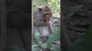 Wild Monkey Video 2024 little cute monkey monkey monkylifeinnatural amazingmonkey animals cute [upl. by Leede399]