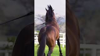 Champion Thoroughbred Stallion One World [upl. by Batista]