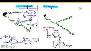 Alpha amylase and Beta amylase [upl. by Trinatte729]