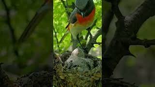 Feathers of Joy Meet the Baby Small Minivet youtubeshorts viralshorts [upl. by Couhp]